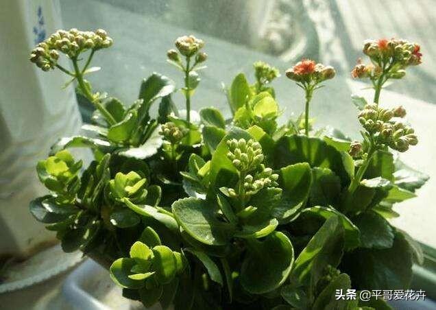 长寿花只长叶不开花？四招小窍门让花朵瞬间爆盆！-图5